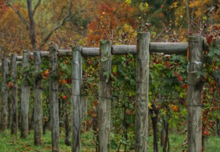 Lovingston Winery vines
