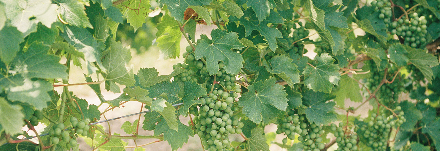 Afton Virginia vineyard