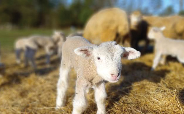 Lambs at Inglewood Farm