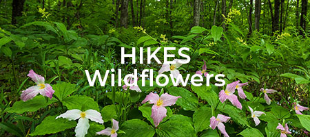 Wildflower Hikes
