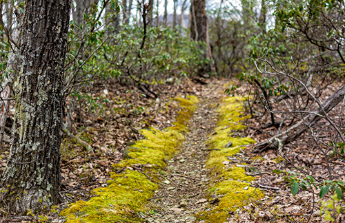 Old Appalachian Trail Virginia